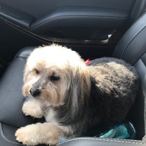 Meet your Posher, Gracie